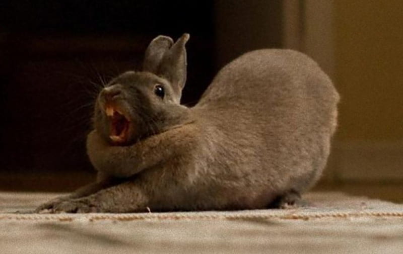 Bunny,yawning,stretching, on, ground, the, stands, HD wallpaper