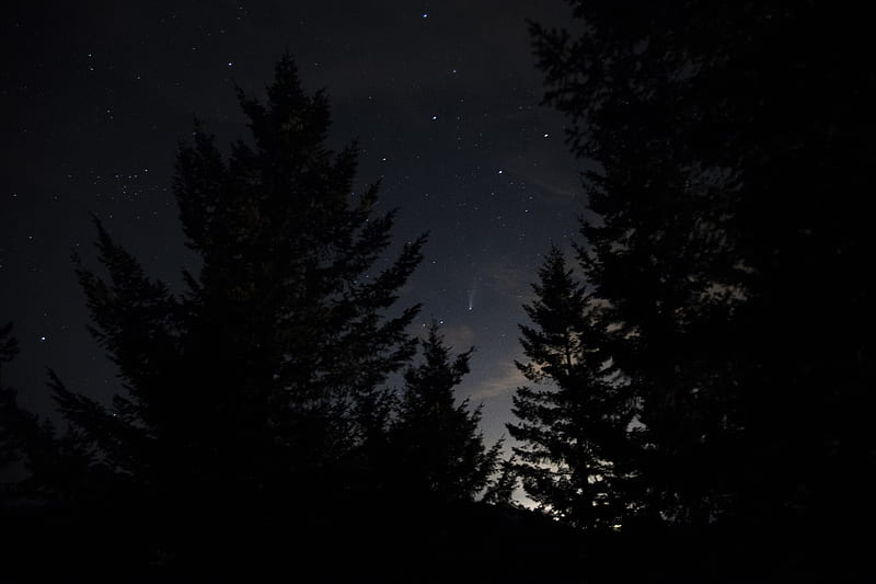 spruce, night, stars, starry sky, HD wallpaper