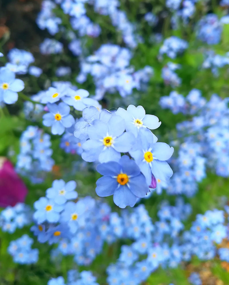 Nomeolvides, belleza, azul, flor, flores, nomeolvides, naturaleza,  primavera, Fondo de pantalla de teléfono HD | Peakpx