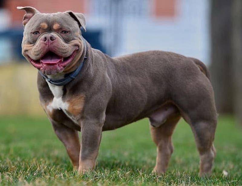 American Bully for Sale , dogs , pocket bully puppies for sale, dogs , Amrican bully, HD wallpaper