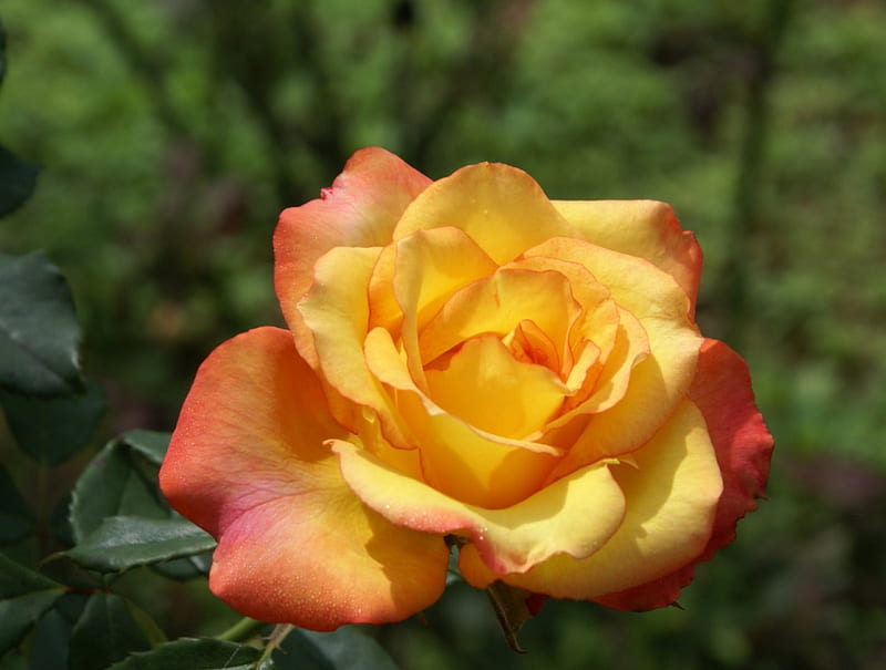 Yellow Red Rose, red, pretty, rose, closeup, yellow, leaves, green, flower, nature, petals, gorgeous, HD wallpaper