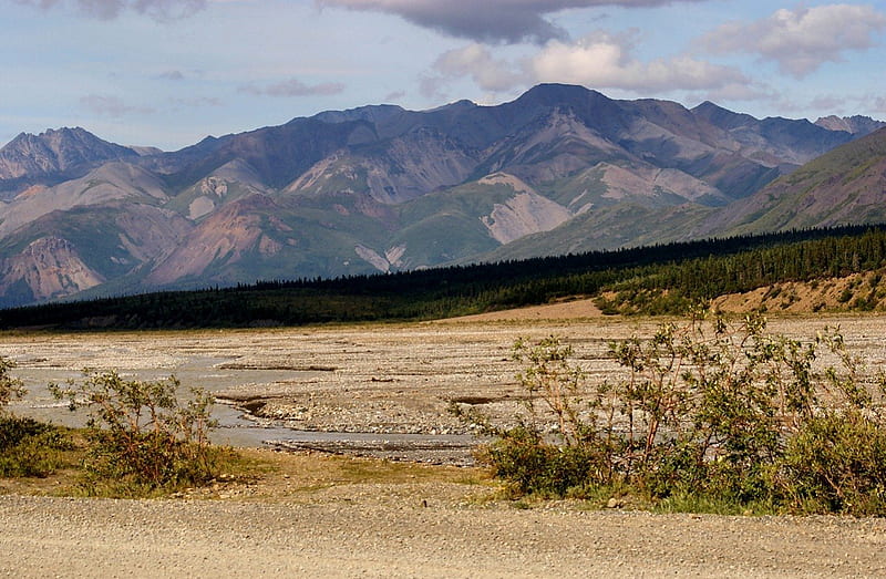 Black Spruce 1, USA, Alaska, National Park, Denali, wild life, graphy, wide screen, nature, scenery, landscape, HD wallpaper