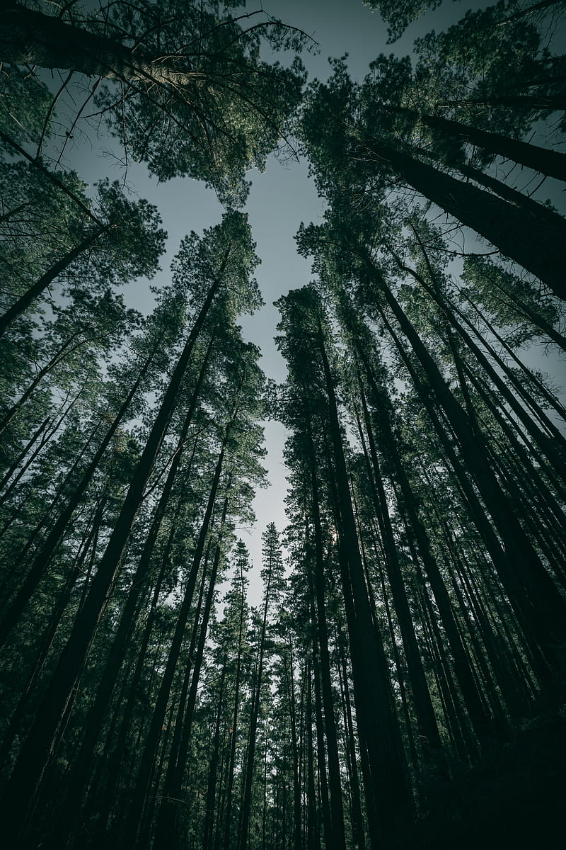 trees, forest, bottom view, HD phone wallpaper