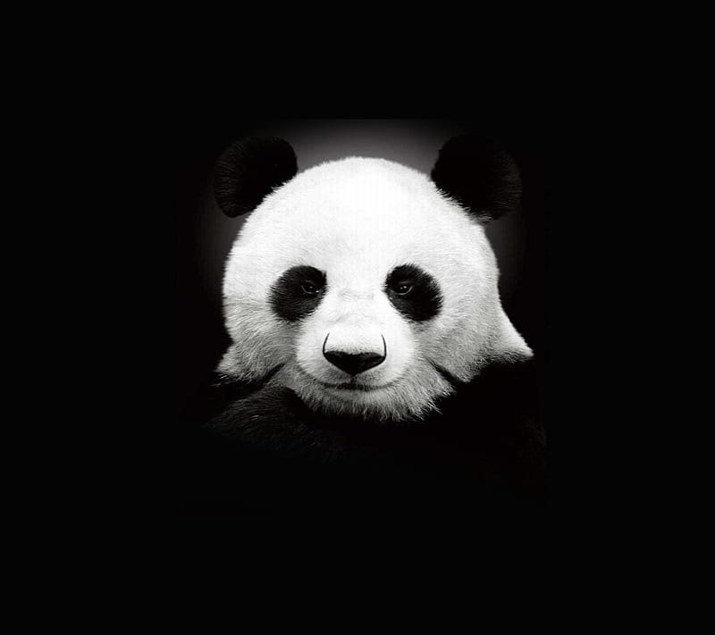 Panda, profile, HD wallpaper