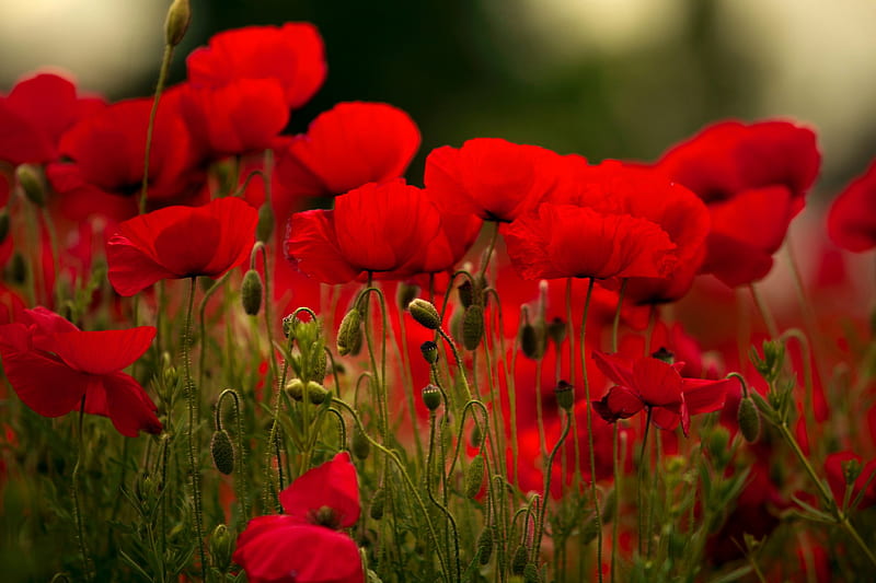 Poppy field, red, poppy, pretty, lovely, flowers, bonito, field, HD wallpaper