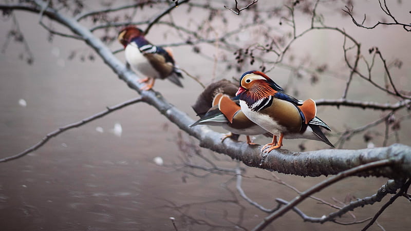 Mandarin ducks, pasari, water, mandarin duck, lake, bird, HD wallpaper