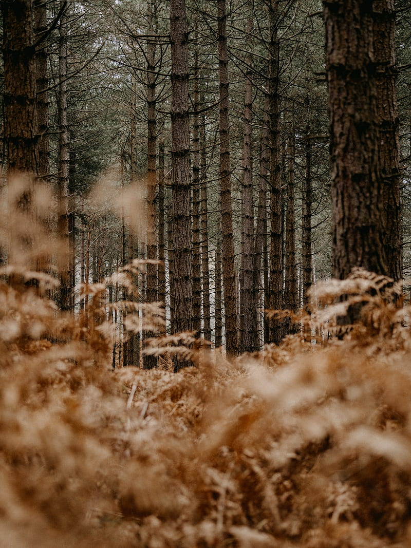 forest, trees, pines, fern, nature, HD phone wallpaper