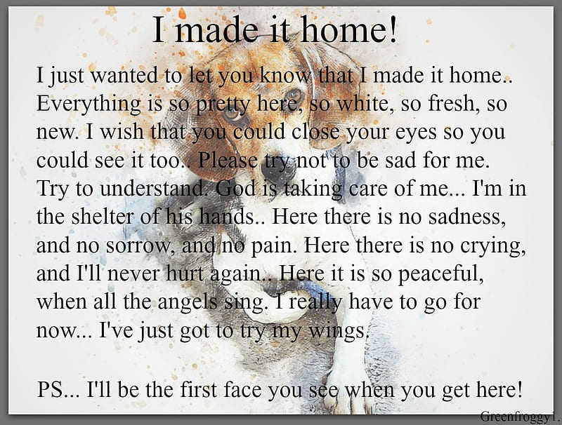I MADE IT HOME, COMMENT, HOME, PET, CARD, HD wallpaper