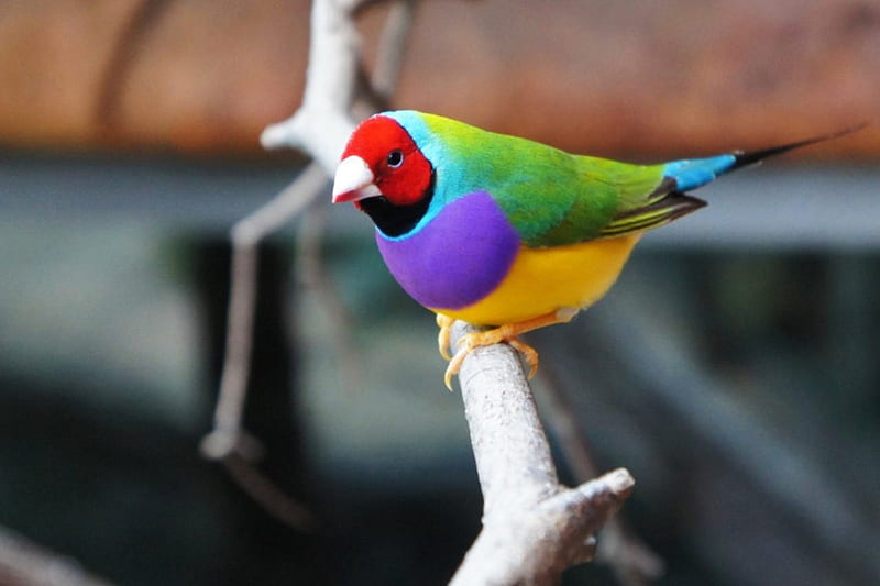 Beautiful Gouldian Finch, colorful, bird, gouldian, bonito, finch, HD wallpaper