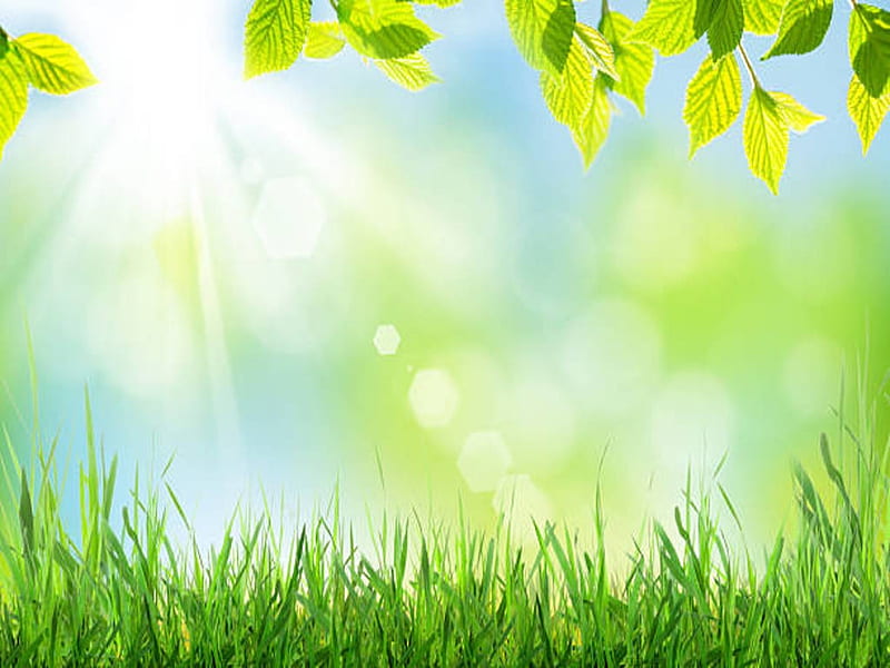 Spring background, Summer, Sky, Grass, Leave, Sunlight, Meadow, HD wallpaper  | Peakpx