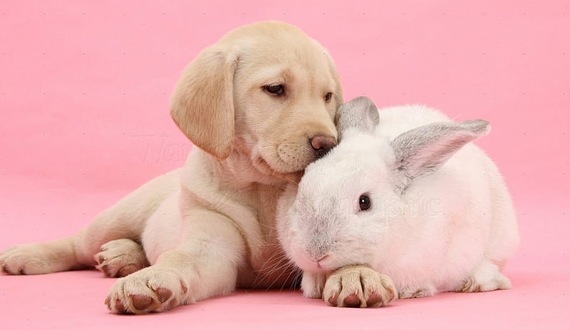 Labrador pup and white bunny, bunny, pup, animals, dogs, HD wallpaper