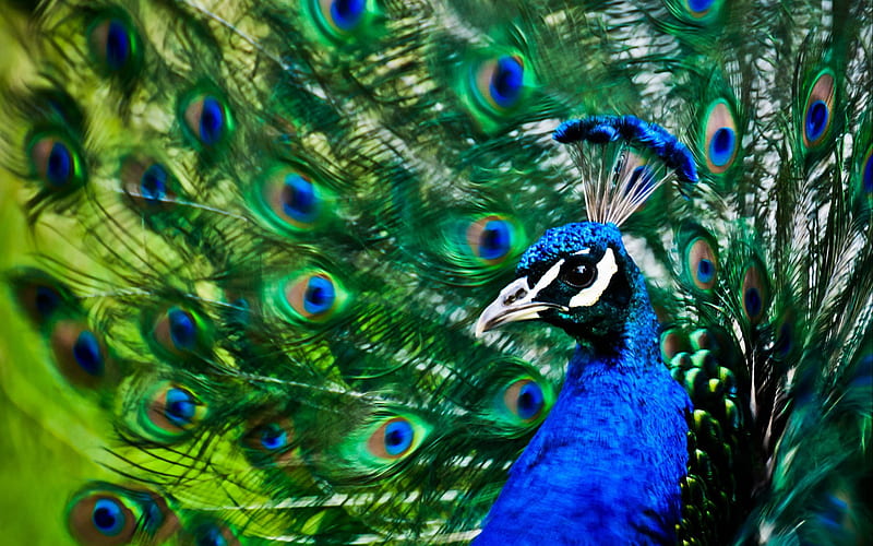 Birds Peacock Hd Wallpaper Peakpx 4489