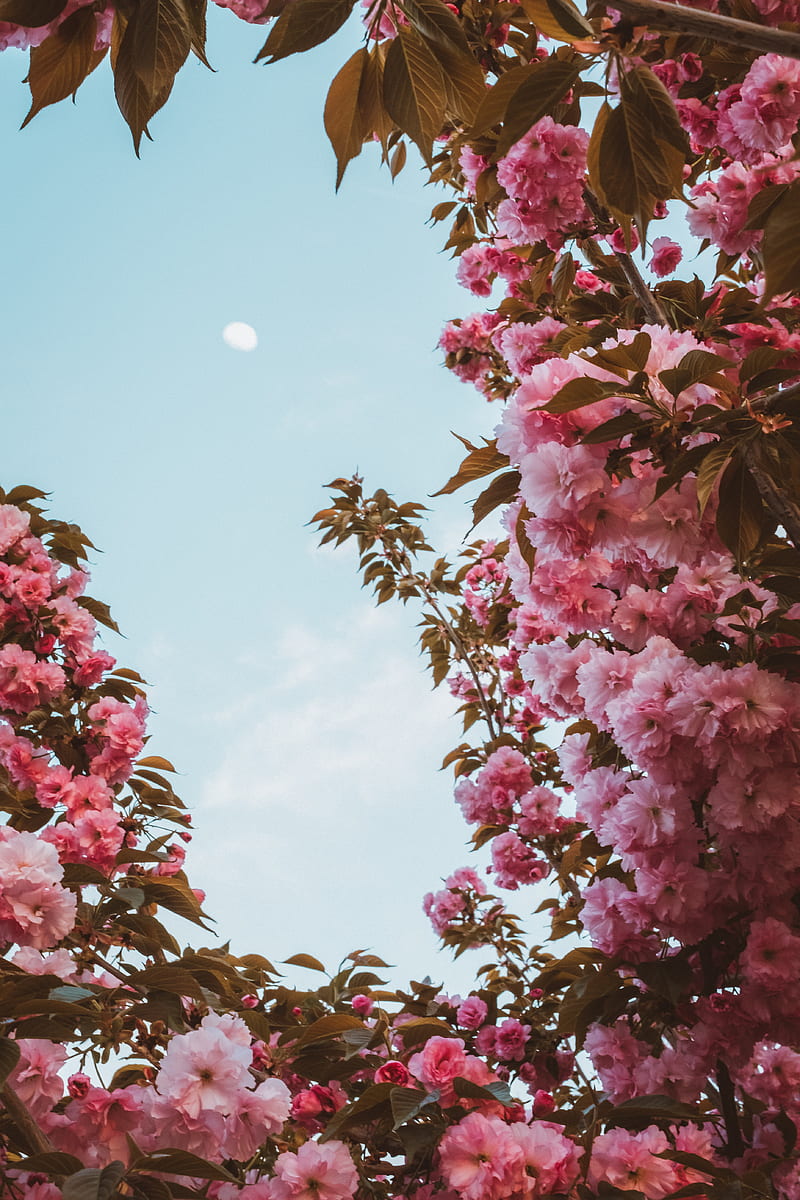 sakura, flowers, pink, sky, moon, bloom, spring, HD phone wallpaper