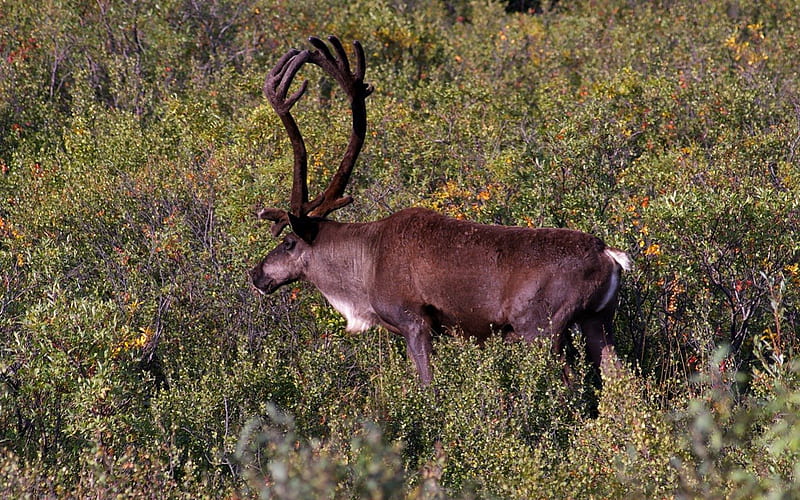 Velvet Antlers 2, USA, Alaska, National Park, caribou, Denali, wild life, graphy, wide screen, nature, scenery, landscape, HD wallpaper