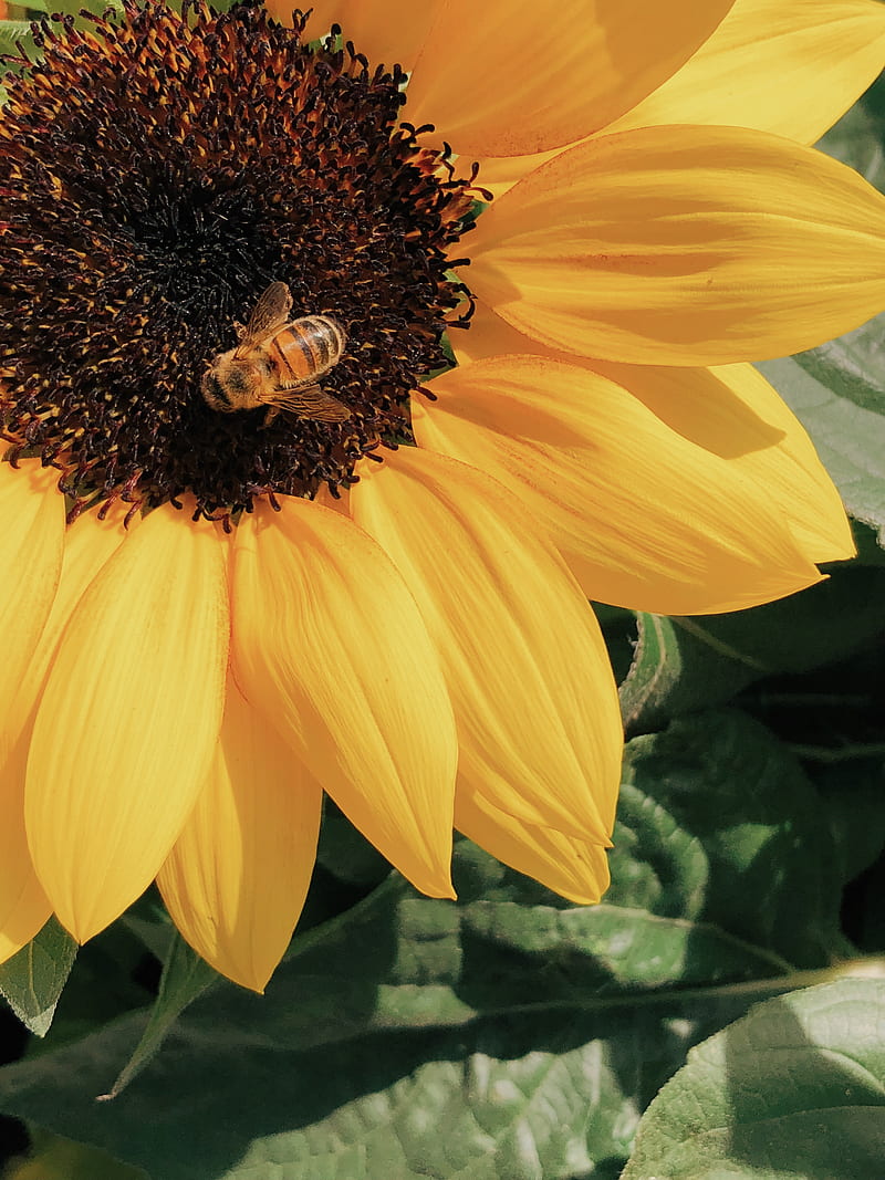 honey bee perched on yellow sunflower in closeup graphy, HD phone wallpaper