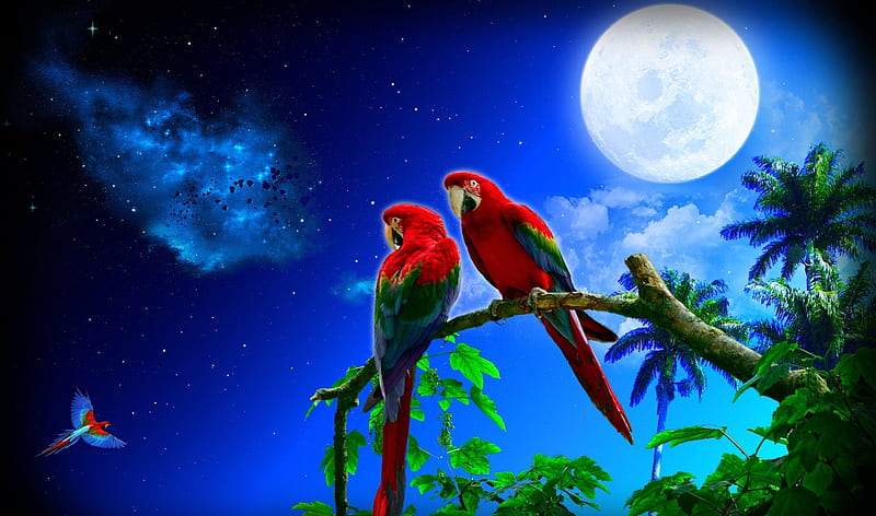 Moonlight, red, moon, luminos, pasare, parrot, fantasy, moon, bird, summer, white, couple, blue, night, HD wallpaper