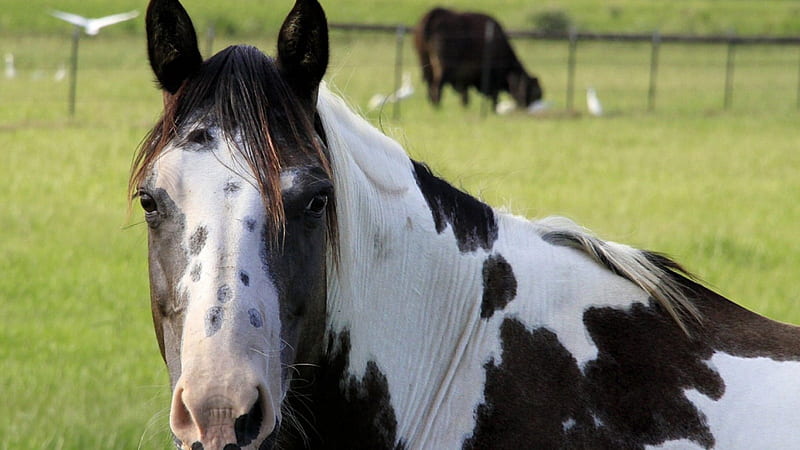 *** Horse ***, domowe, zwierzeta, kon, konie, HD wallpaper *** Horse ***, domowe, zwierzeta, kon, konie, HD wallpaper