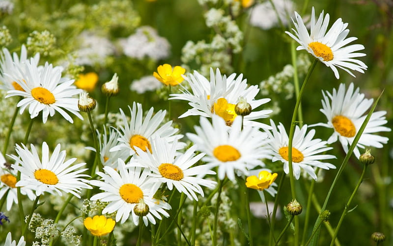 Meadow daisies, lovely, grass, bonito, spring, freshness, daisies ...