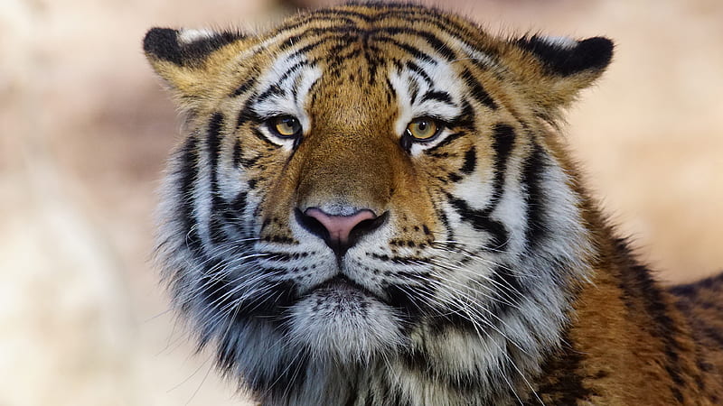 Tiger Wild Animal , tiger, animals, wild, predator, HD wallpaper