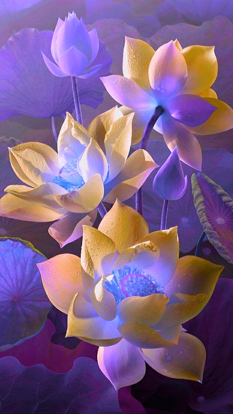 Lotus flowers, flower, purple, yellow, HD phone wallpaper | Peakpx