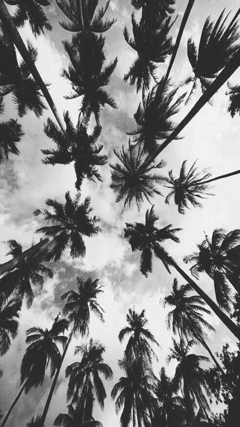 Wallpaper palm tree branches dark black hd picture image