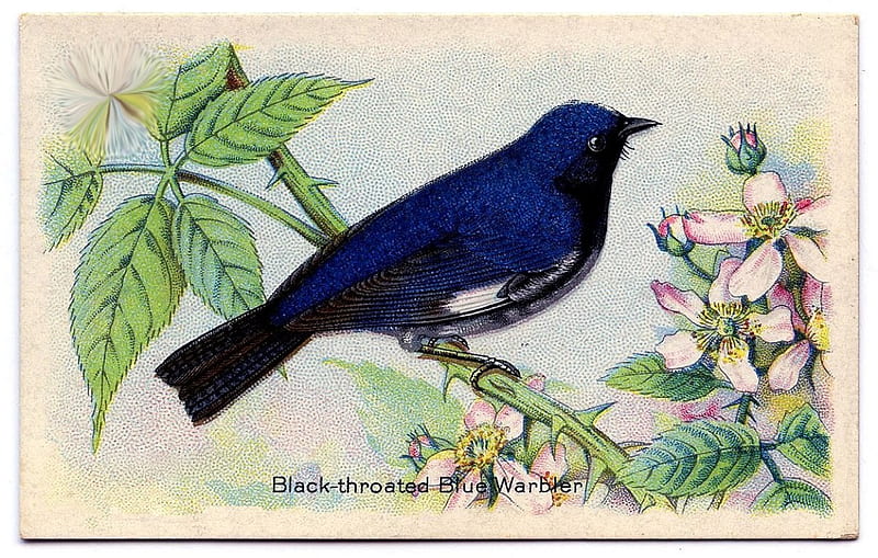 BLACK THROATED BLUE WARBLER, bird, flowers, black, warbler, branch, throated, blue, HD wallpaper