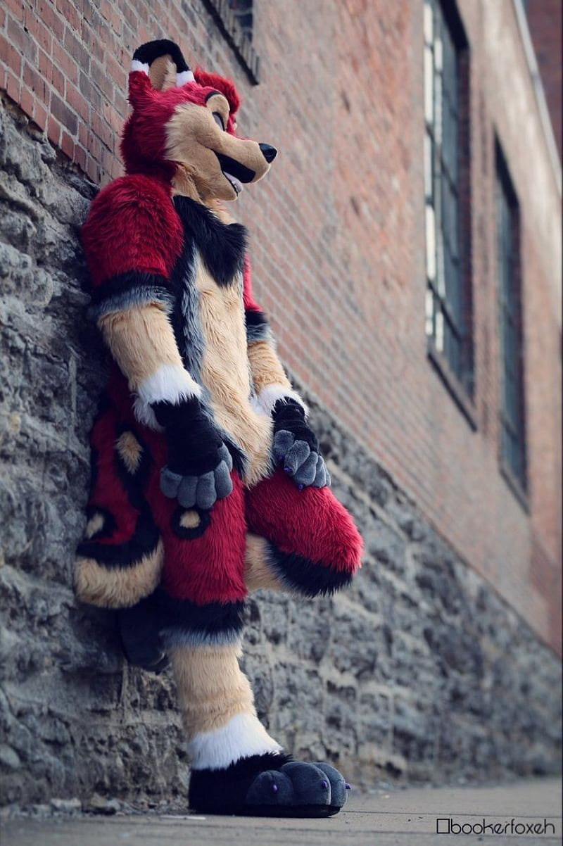 booker fox 2, cute, furry, furry fandom, fursuit, HD phone wallpaper