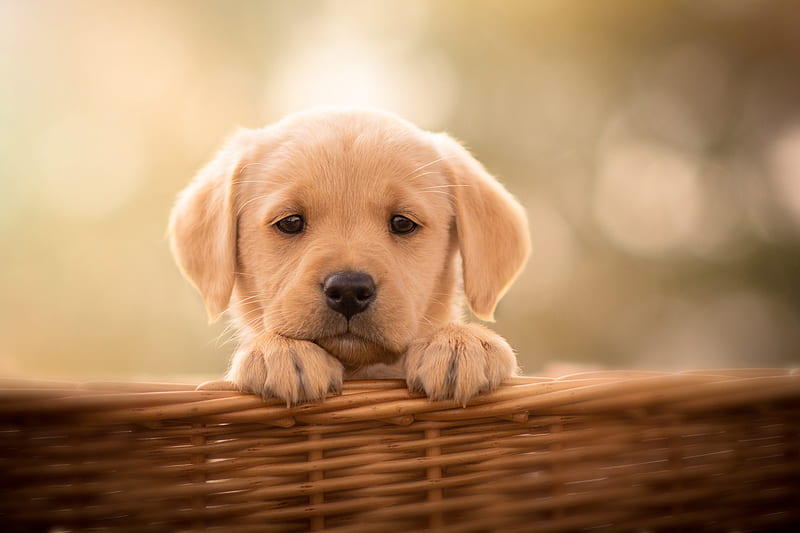 Puppy, cute, labrador, basket, caine, paw, animal, dog, HD wallpaper |  Peakpx
