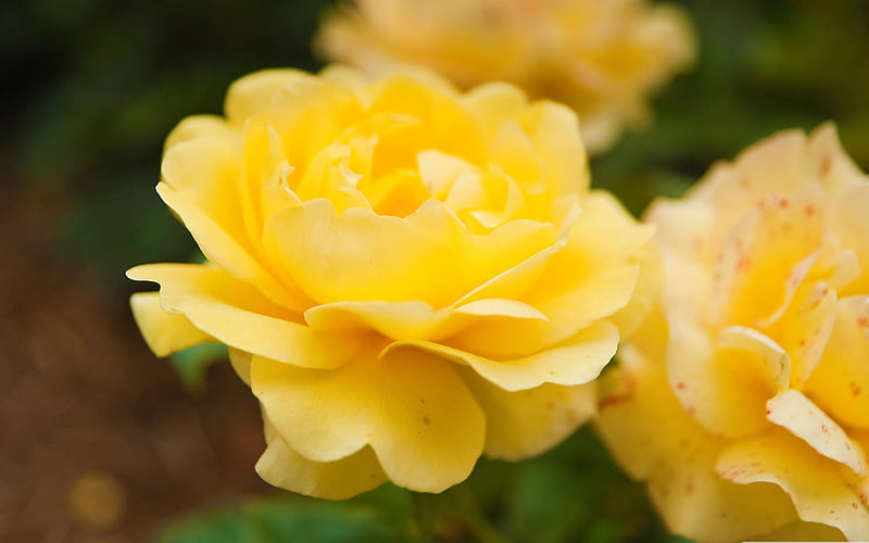 yellow rose close up-flowers graphy, HD wallpaper