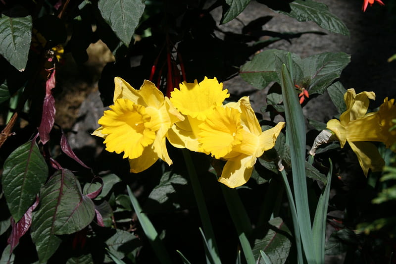 Spring May Flowers 35, Daffodils, graphy, green, yellow, garden, HD wallpaper