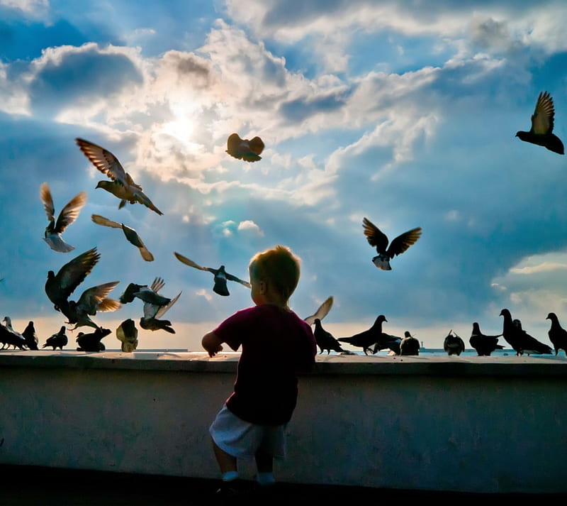Little Boy, pigeons, HD wallpaper