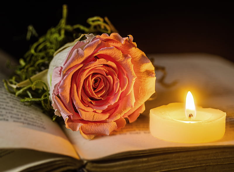 graphy, Still Life, Candle, Flame, Peach Flower, Rose, HD wallpaper