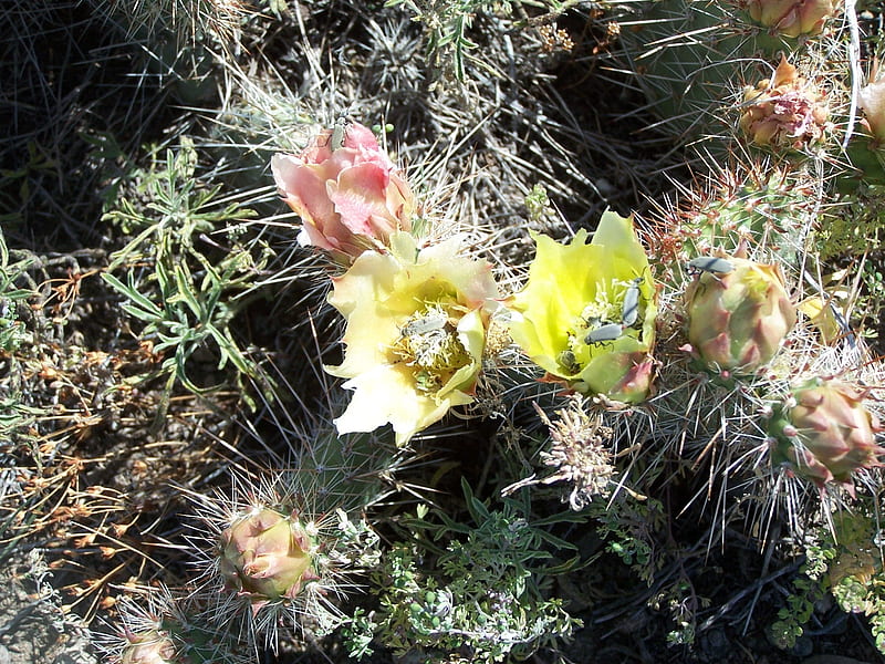 Prickley Pear Blossom, prickley, pear sharp, flowers, cactus, blooming, HD wallpaper