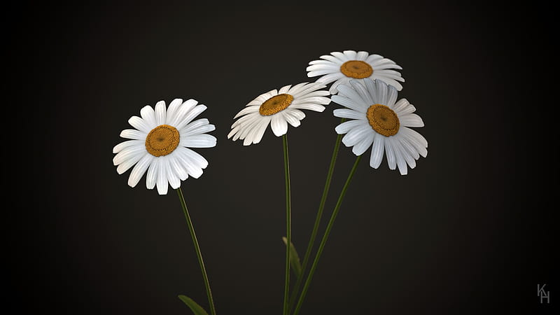 Daisy, White, Flowers, Nature, HD wallpaper