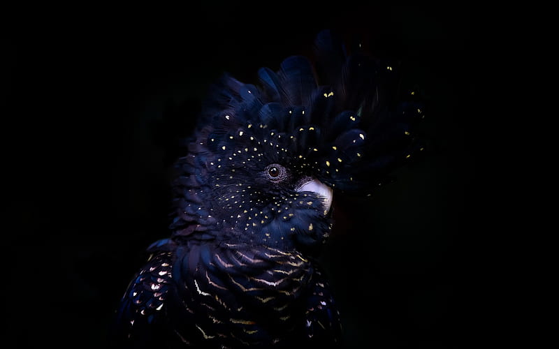 Red-tailed black cockatoo, black cockatoo, Australia, black parrot, black birds, HD wallpaper
