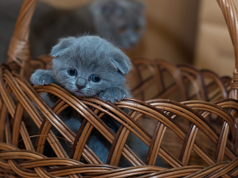 Russian Blue Kitten , Cat, Brown Basket, Pet, Kawaii, Feline, Sad, Animals, Cute Anime Kitten, HD wallpaper