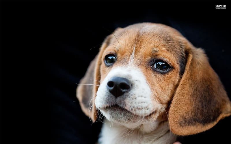 Beagle Puppy Christmas Beagle Hd Wallpaper Peakpx