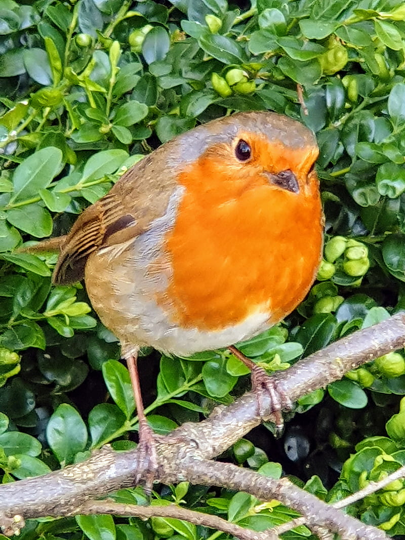 Robin Redbreast, bird, birds, branch, leaves, nature, red, robins, winter, winter is here, HD phone wallpaper