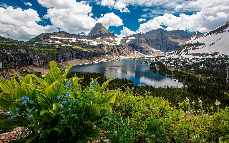 Hidden Lake, National Park, Glacier, lake, montains, flowers, America, HD wallpaper