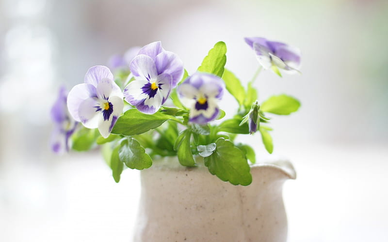 *Viola*, purple, viola, bouquet, love, flowers, sunny, nature, pansy, HD wallpaper