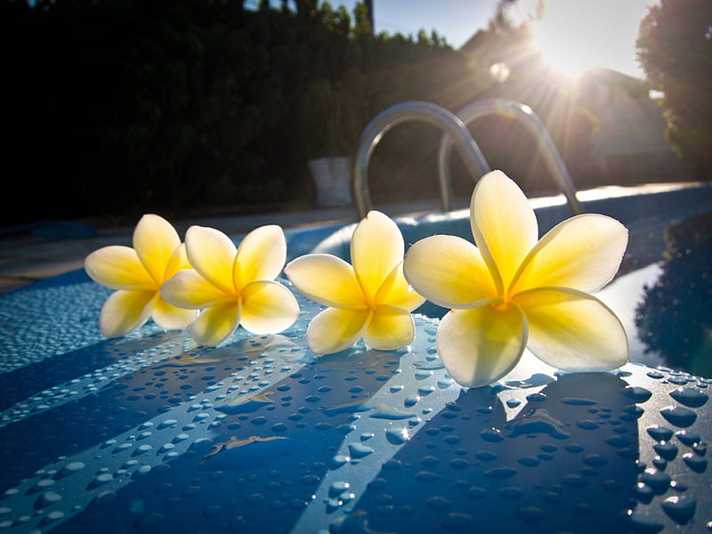 Plumeria Frangipani by Swimming Pool in Tahiti, polynesia, sun, plumeria, yellow, flowers, swimming, south pacific, exotic, islands, warm, hawaii, pool, water, frangipani, spa, flower, island, tahiti, tropical, HD wallpaper
