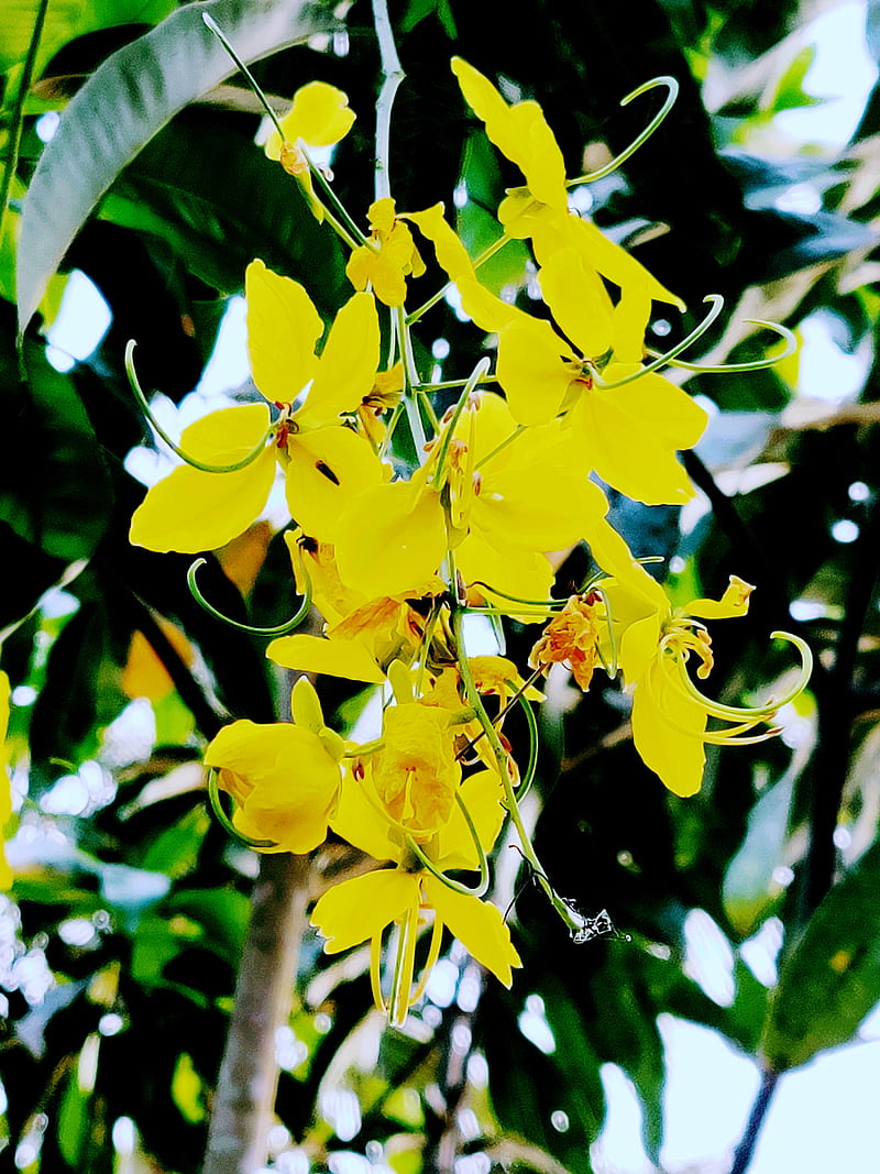 vishu wallpaper,yellow,narcissus,plant,flower,spring (#169092) -  WallpaperUse