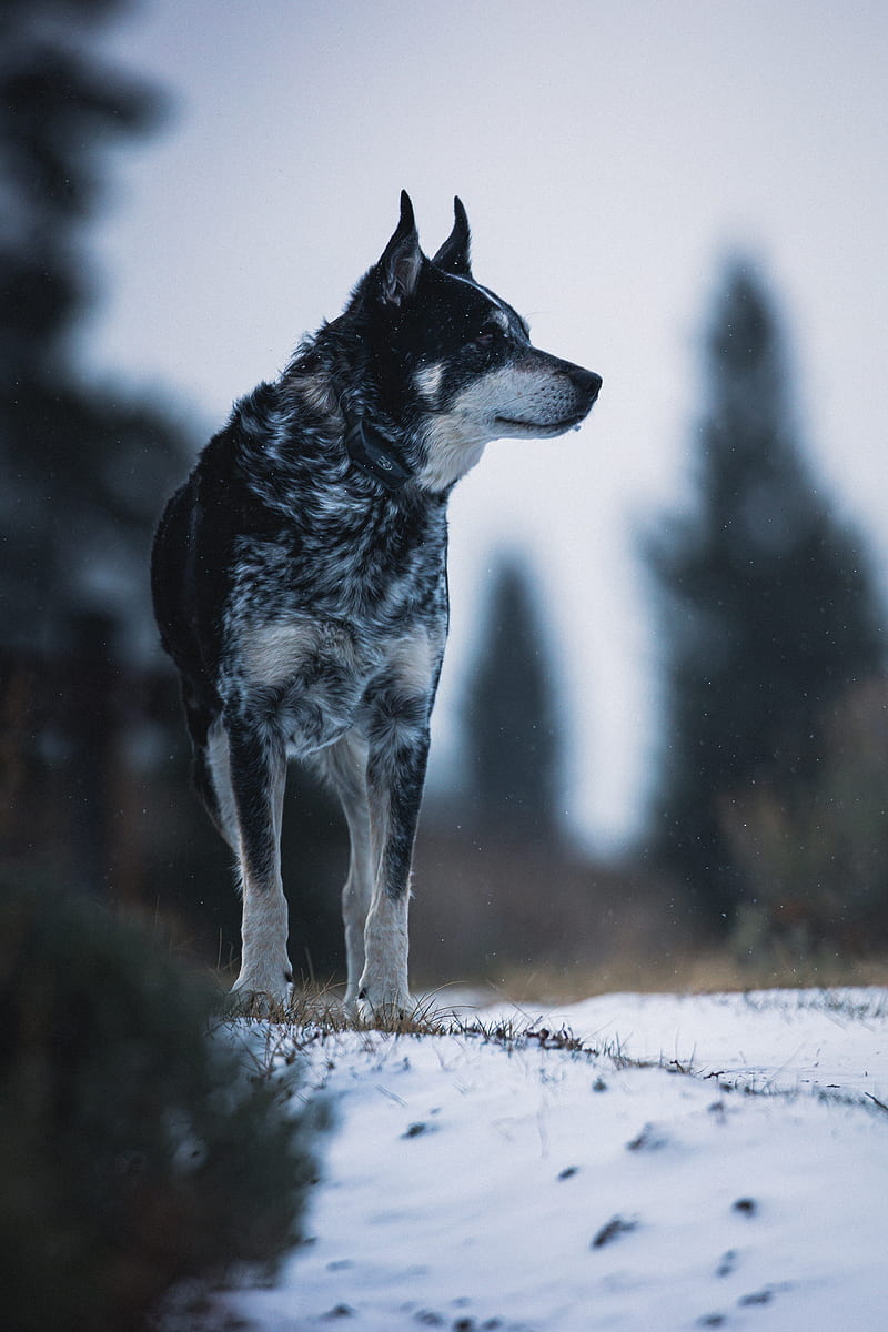 dog, nature, snow, pet, glance, HD phone wallpaper