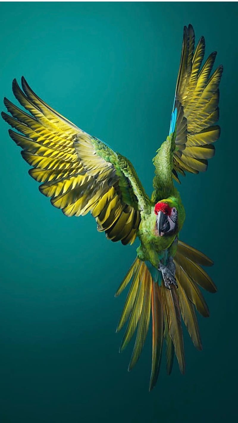 Fly, parrot, bird, HD phone wallpaper