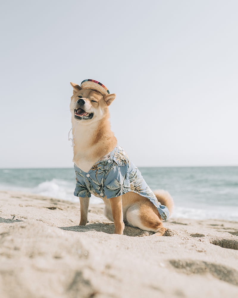dog, pet, funny, hat, sea, beach, summer, HD phone wallpaper