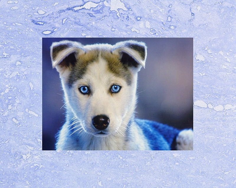 Old Blue Eyes, dog, theme, HD wallpaper