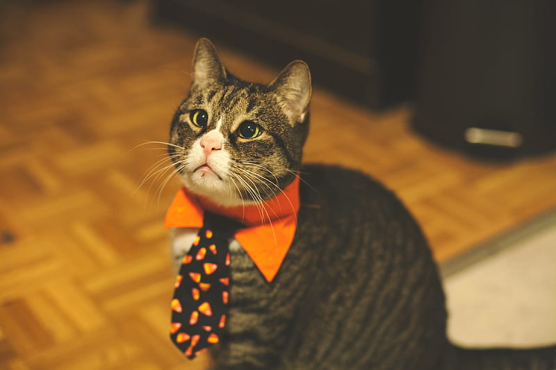 cat, tie, pet, funny, HD wallpaper