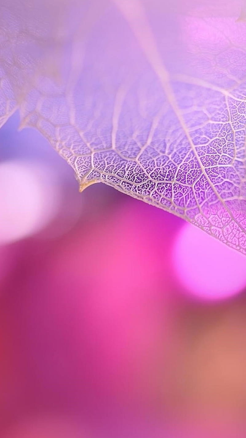 Pink leaf , net, macro, HD phone wallpaper