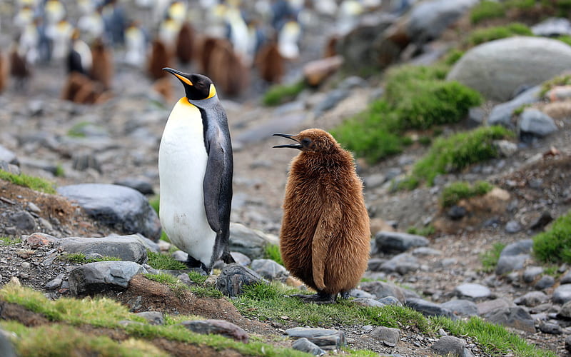 Emperor Penguin Brown Penguin 2022 Antarctic, HD wallpaper