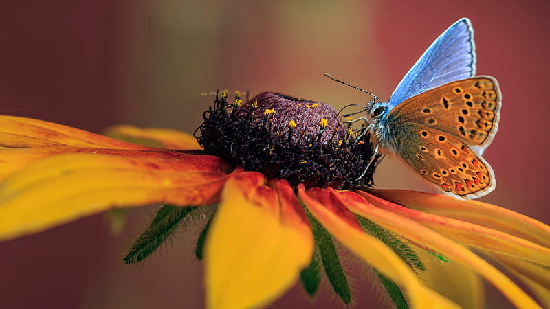 Closeup Of Yellow Black Red Butterfly On Brown Filament Of Yellow Flower Butterfly, HD wallpaper